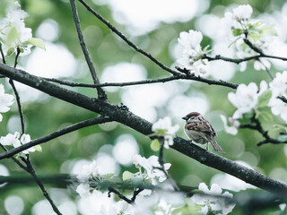 馒头在上供时碎了有什么说法吗？